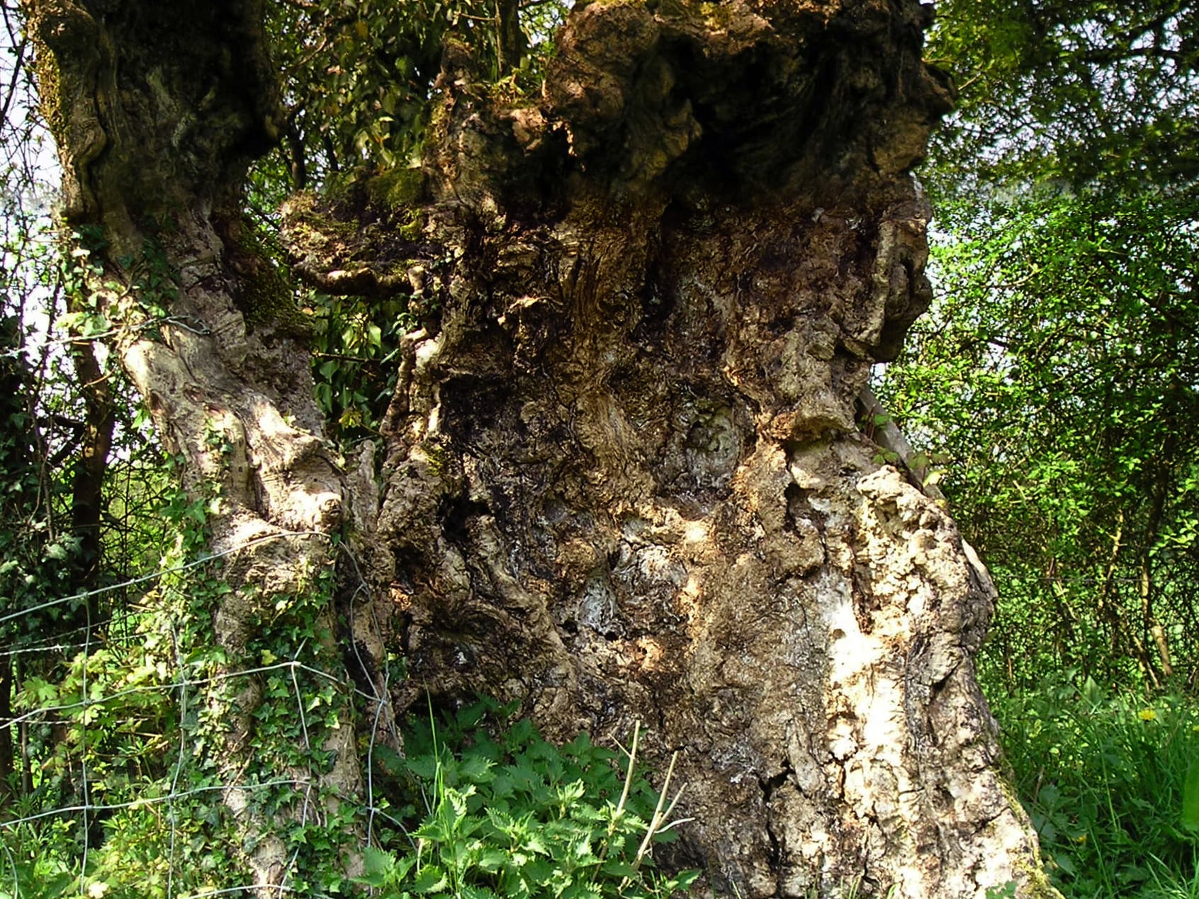 Arbre têtard ou creux ?