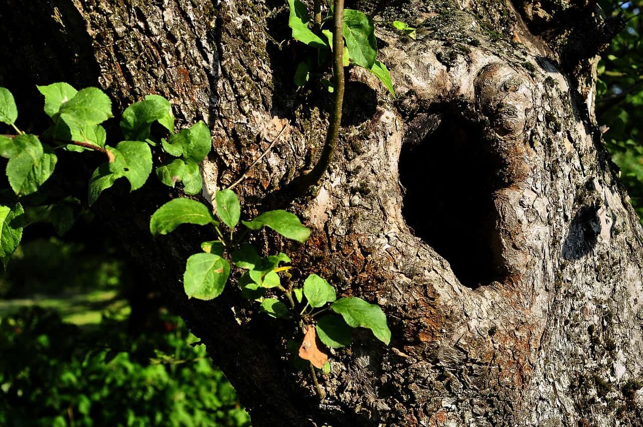 Cavité d'un arbre creux