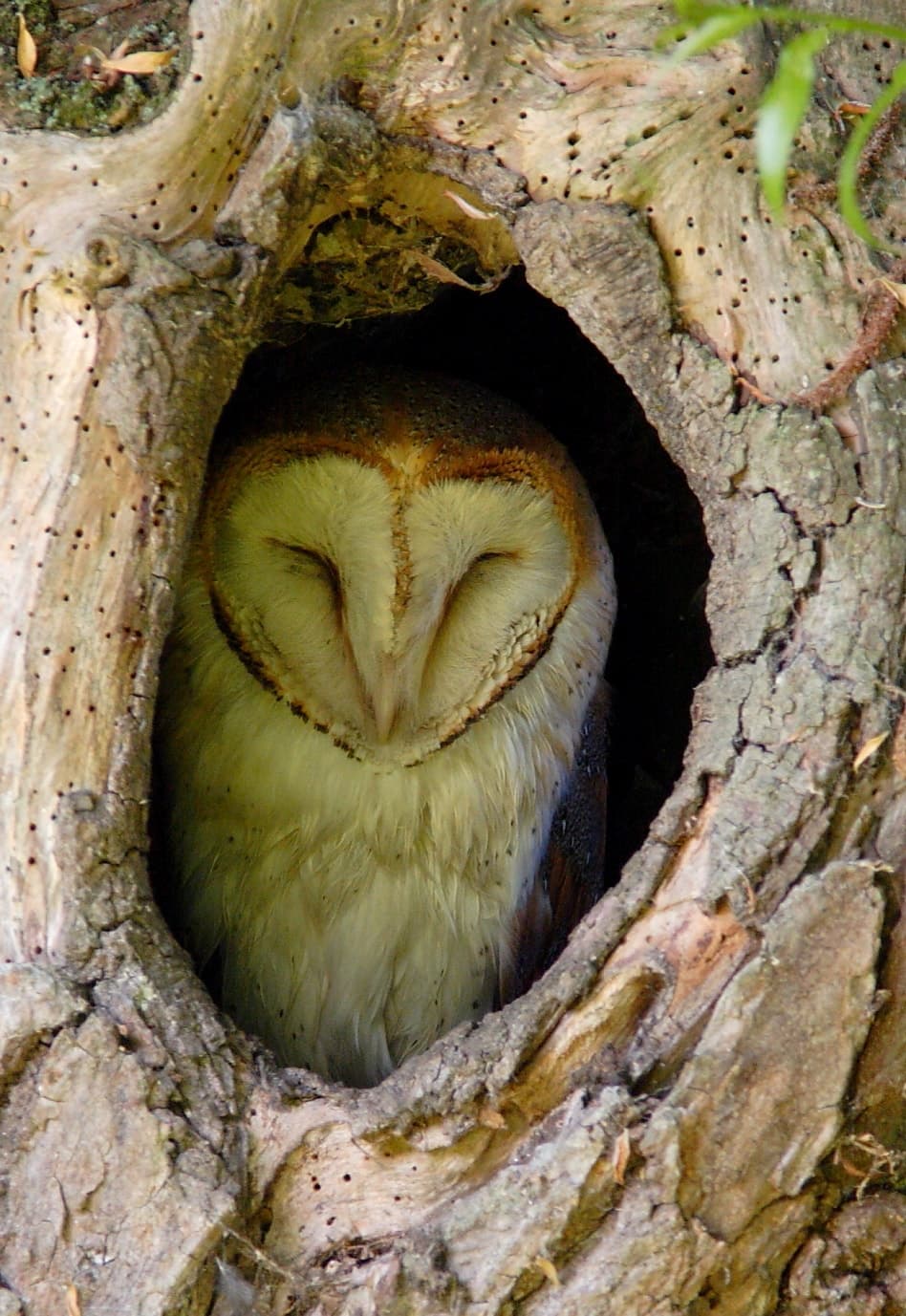 Une chouette dans une cavité d'un arbre têtard