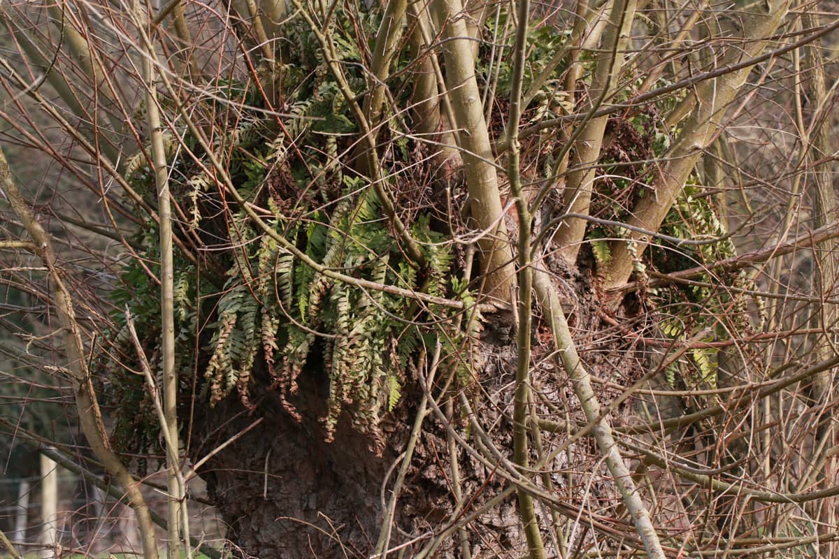 Fougère dans un arbre têtard