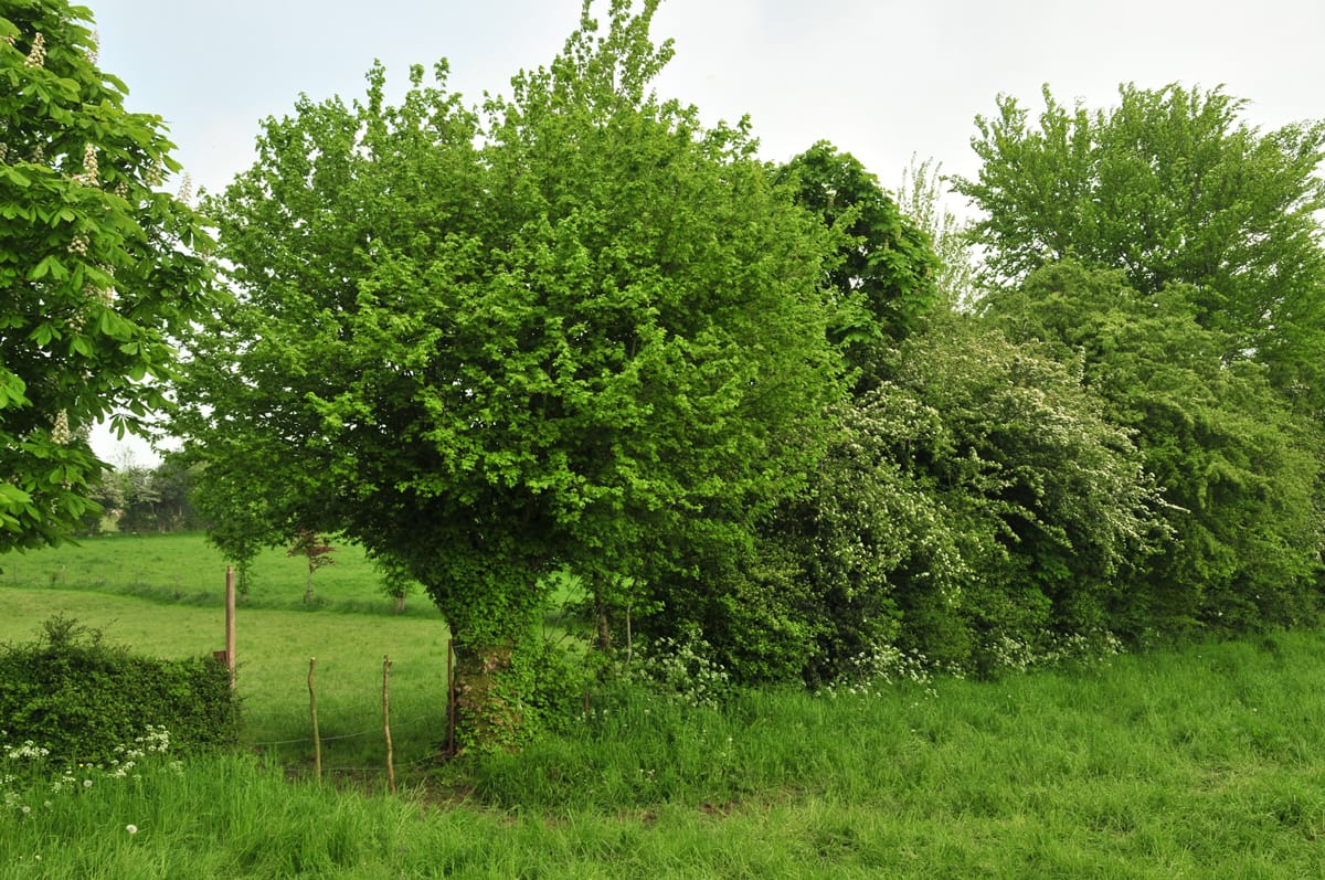 Un arbre têtard