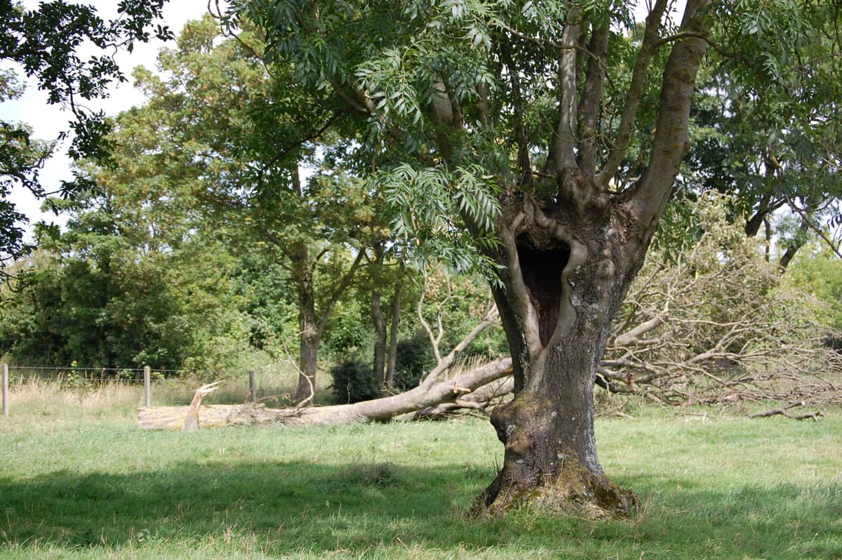 Un arbre creux