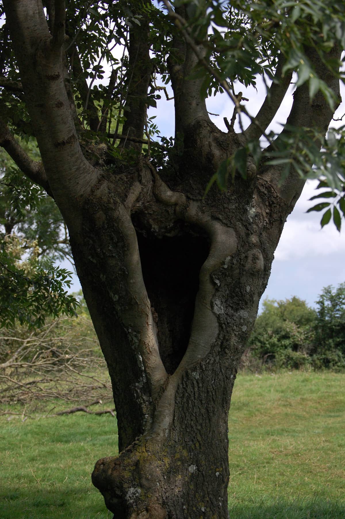 Les arbres creux, des habitats pour la faune