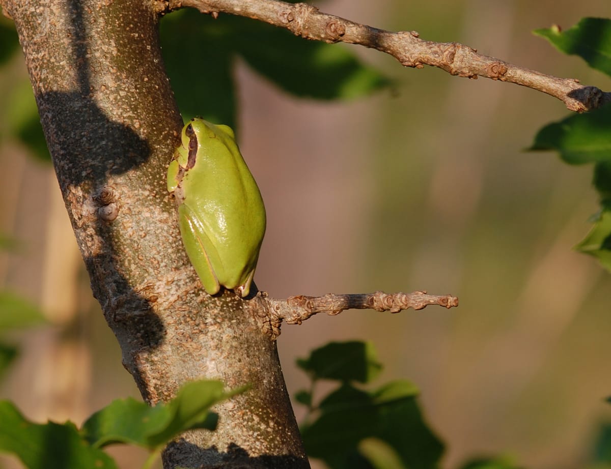 Grenouille Rainette sur tronc d'arbre