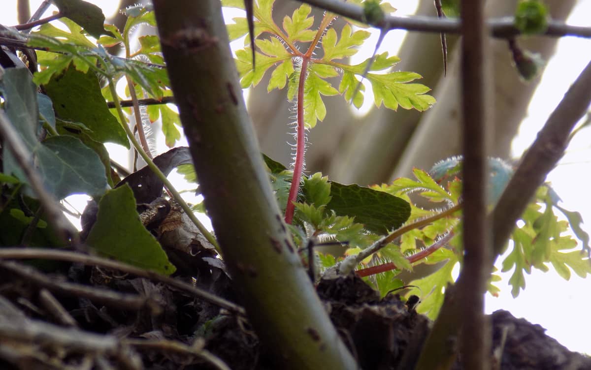 Herbacée - Herbe à robert - dans la couronne d'un arbre têtard