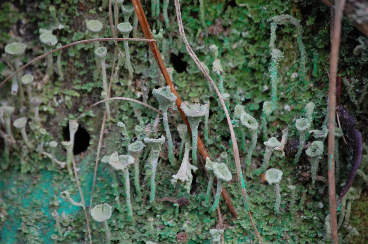 Lichens sur tronc d'arbre